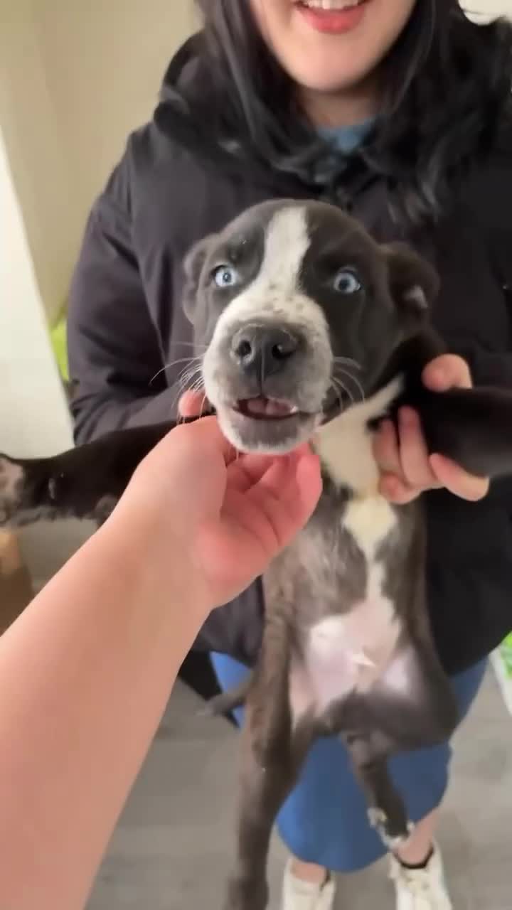 Mixed Breed dogs for sale: Lovey Husky Mix Puppies - Video 2
