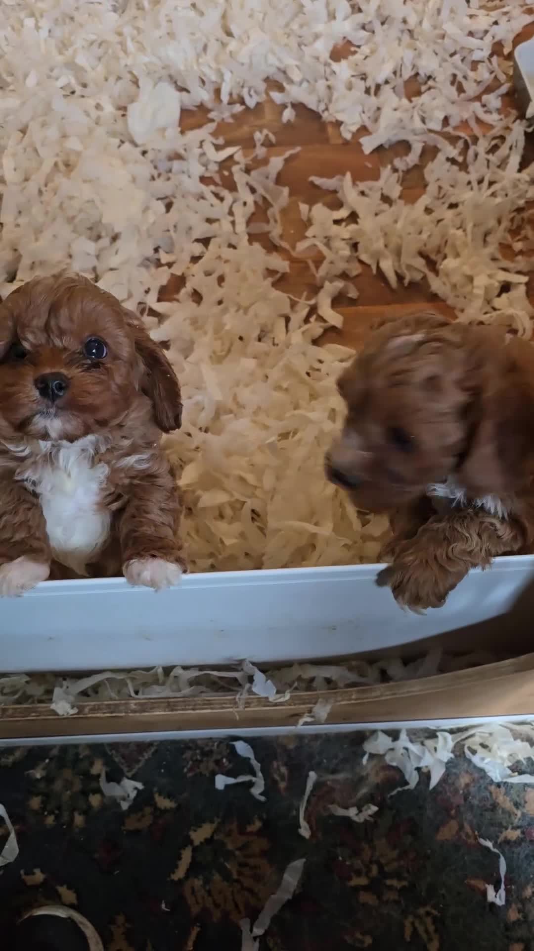 Cavapoo dogs for sale: Gorgeous f1 fox Red cavapoo pups - Video 3
