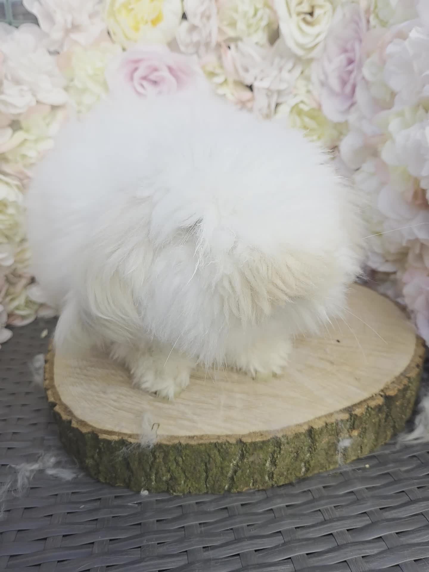 Angora rabbits for sale:  Super fluffy baby teddywidders  - Video 2