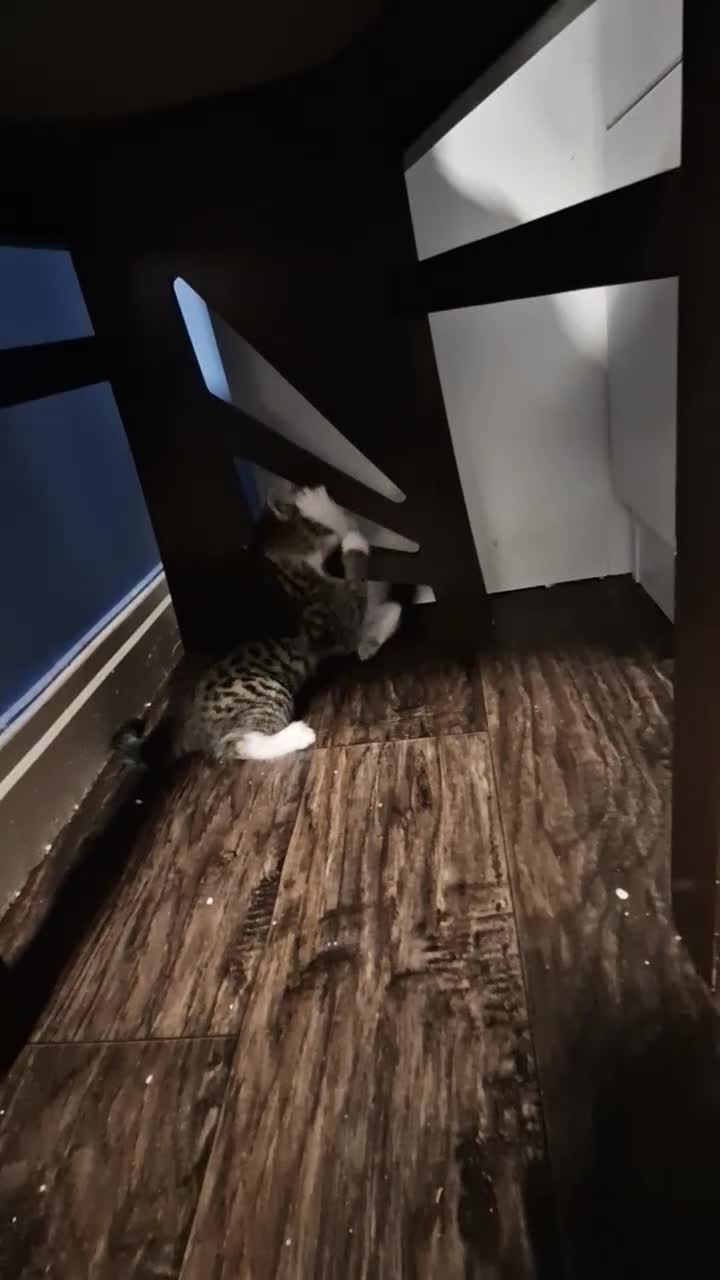 Mixed Breed cats for sale: 💥💥💥Lovly Kittens 💥💥💥 - Video 2