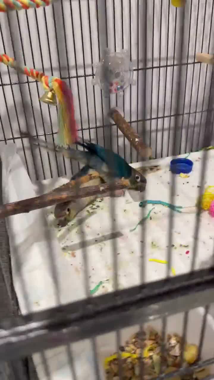 Conures birds for sale: Two Gorgeous, Tame Baby Green Cheek Conures ❤️ in Stockport - Video 2