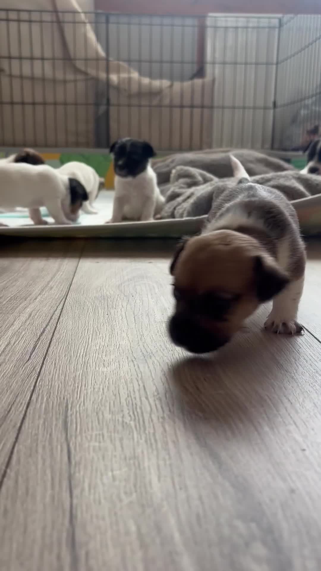 Jack Russell dogs for sale: Jack Russell Pups  - Video 3