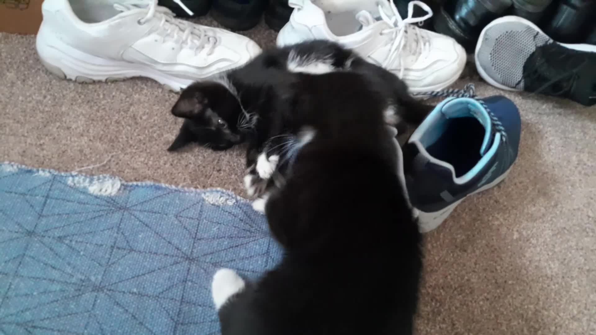 British Shorthair cats for sale: 2 Lovely black and white fluffy kittens - Video 1
