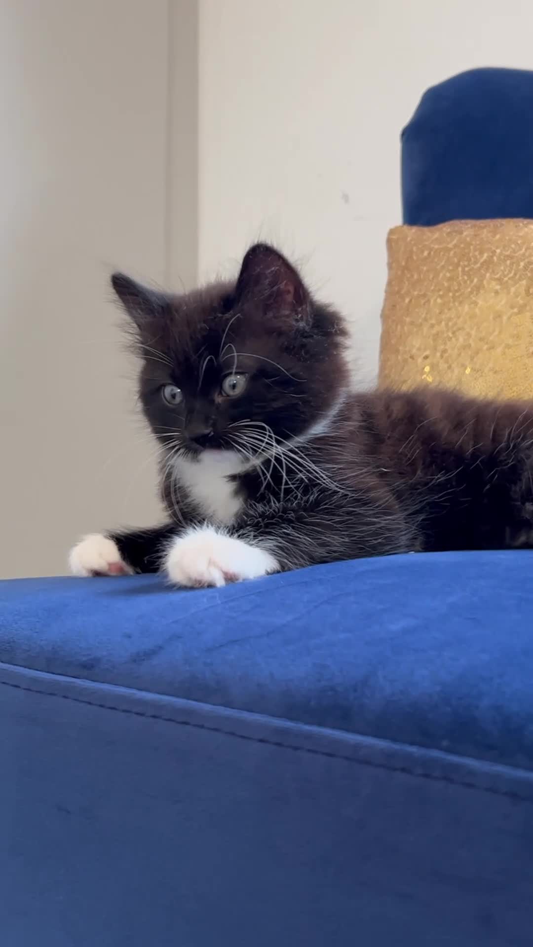 Domestic Shorthair cats for sale: Adorable Tuxedo Kittens Looking For New Homes - Video 4
