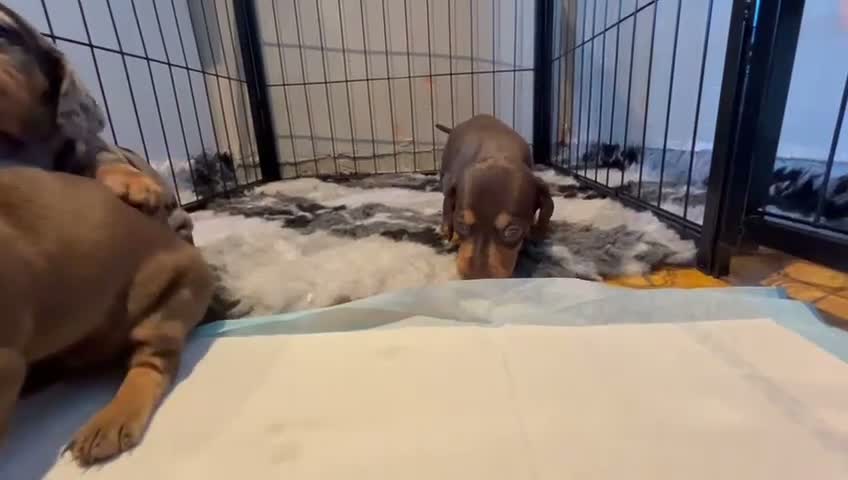 Miniature Dachshund dogs for sale: Beautiful Puppies in Manchester - Video 1