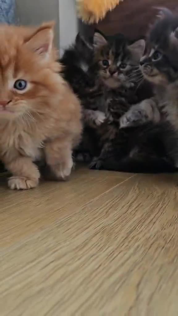 Maine Coon cats for sale: Champion Line Maine Coons –Rare, Fluffy, Gorgeous! - Video 1
