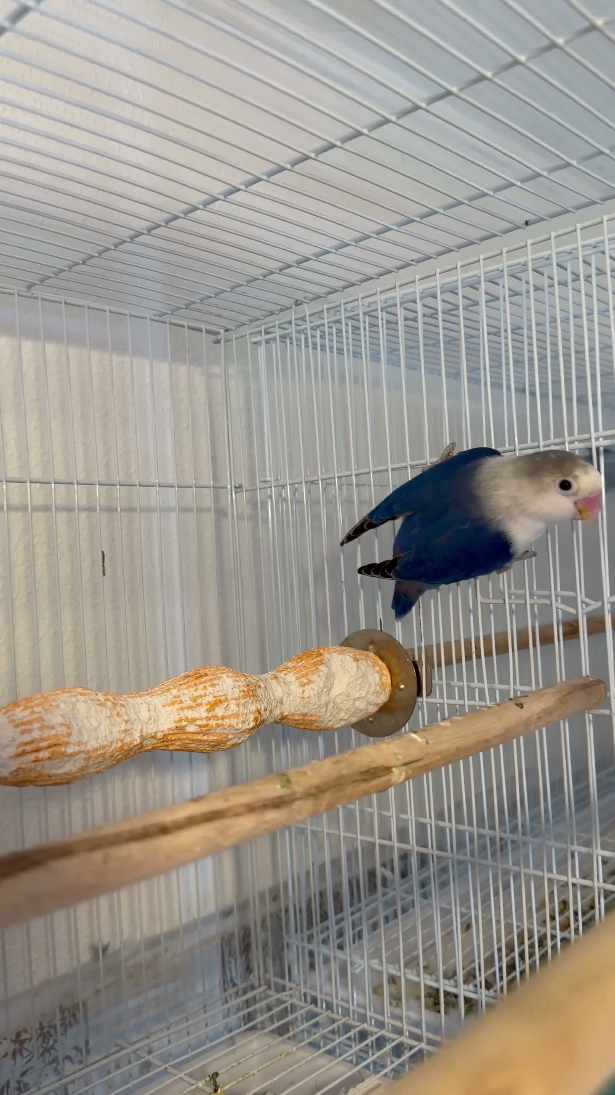 Lovebirds birds for sale: Lovebirds pairs, males and more for rehoming  in Sevenoaks - Video 1