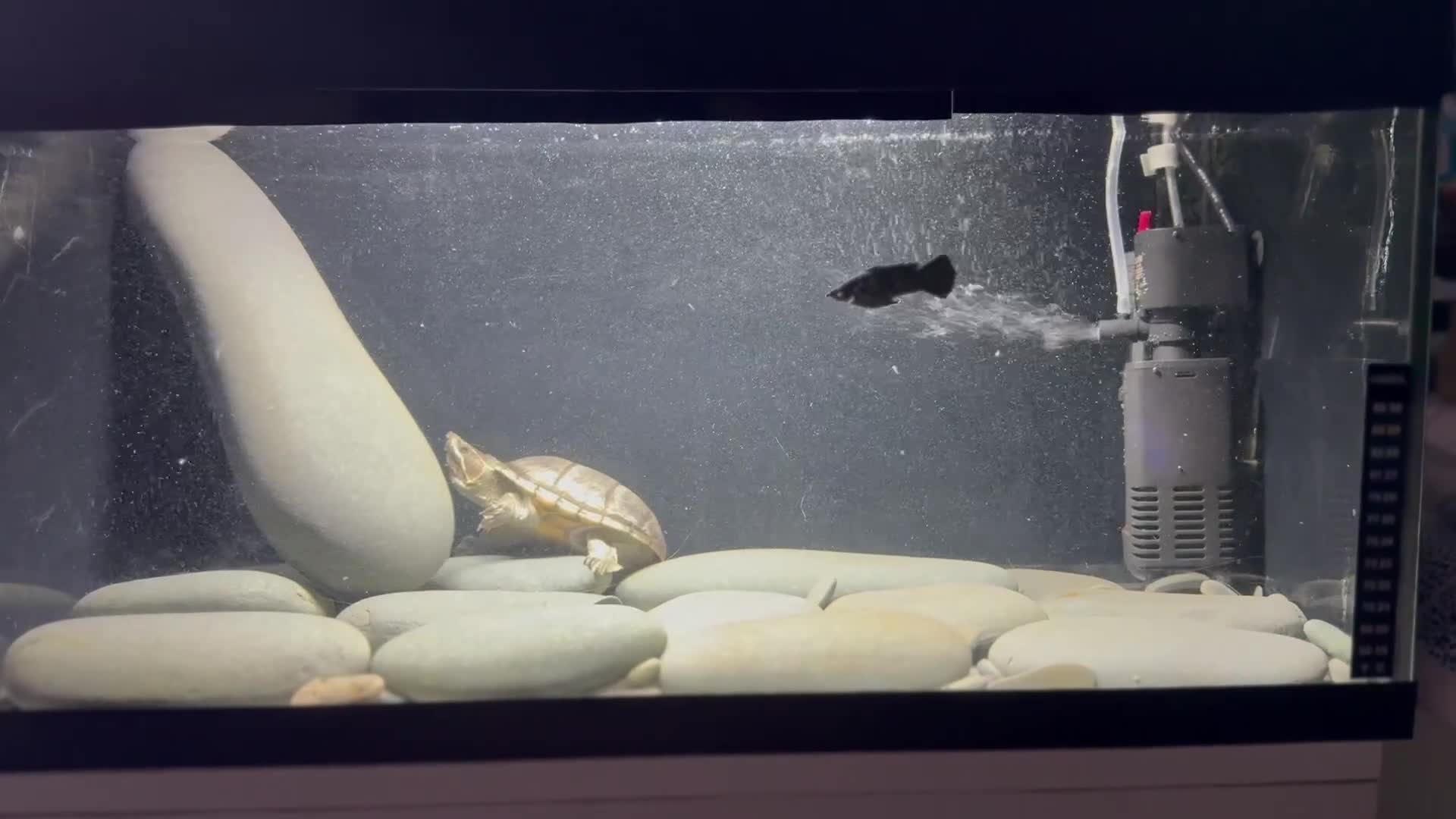 Turtle reptiles for sale: Common Musk Turtle + Full Tank Setup — £90 ONO - Video 1