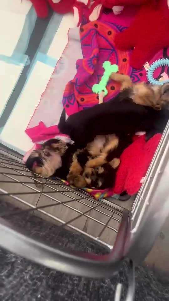 Yorkshire Terrier dogs for sale: F1 stunning purebred yorkshire terriers pup's ❤️💙 - Video 4