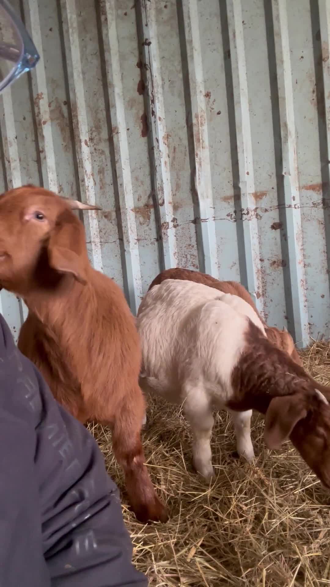 Goats livestock for sale: 2x red and traditional full boer doelings - Video 1