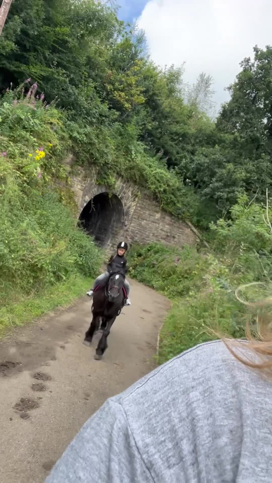 Fell horses for sale: Cob x Fell mare 10yrs old  - Video 4