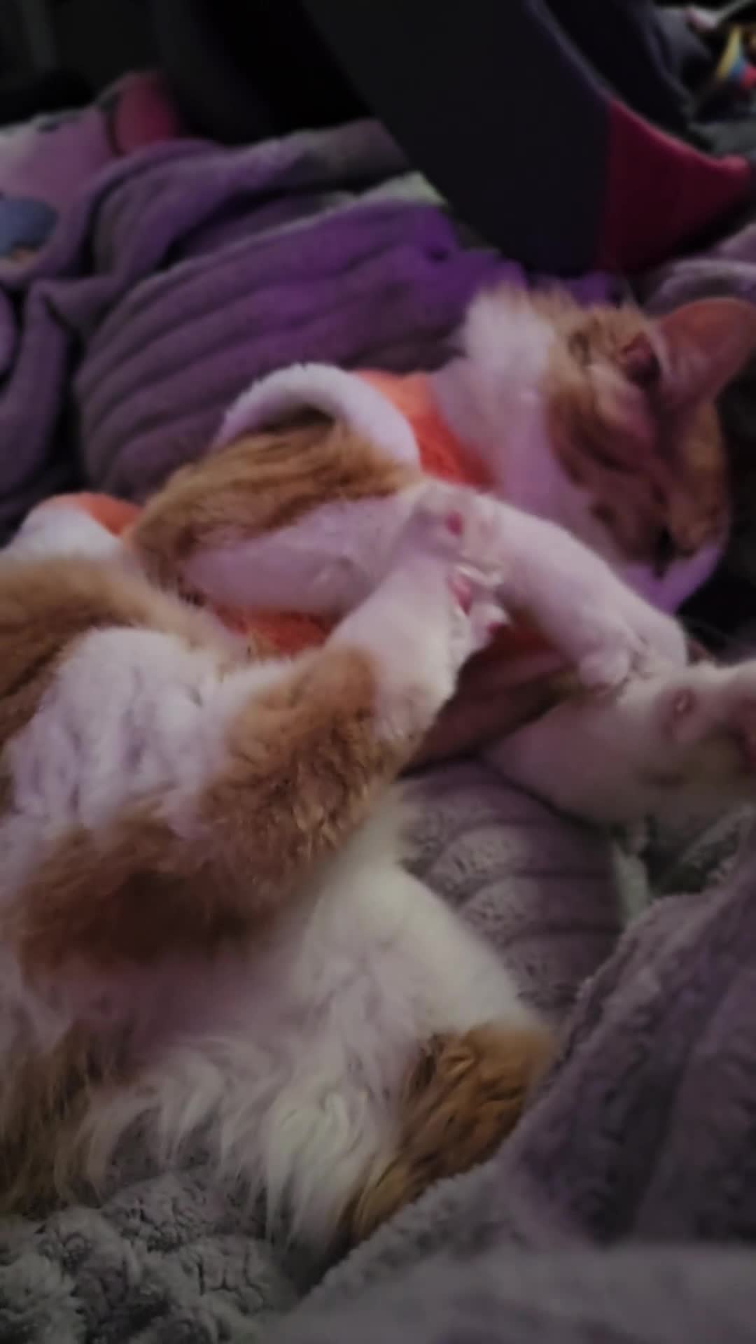 Mixed Breed cats for sale: Ketchup  - Video 2