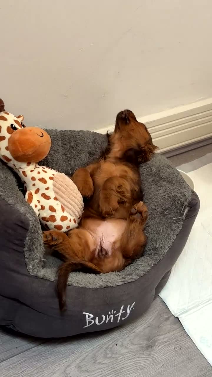 Doxiepoo dogs for sale: Lady - 6 month old puppy for sale - Video 1
