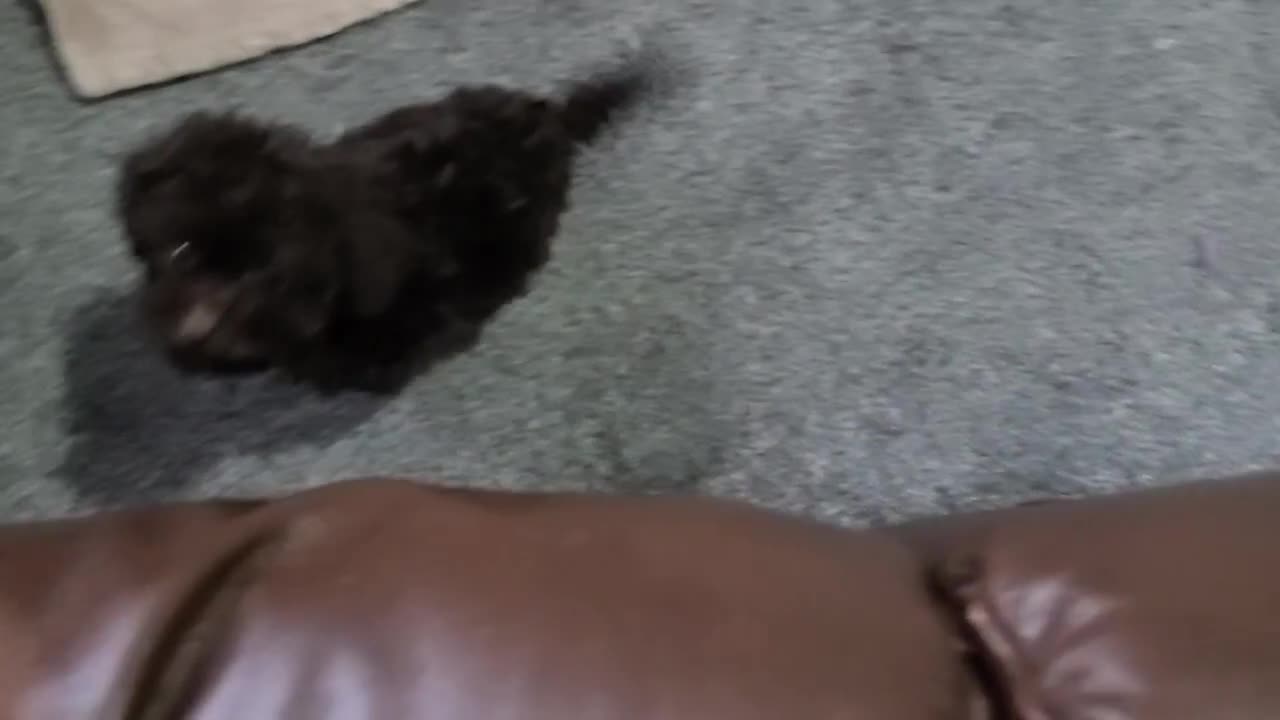 Cavapoo dogs for sale: *VIDEOS* F1b Cavapoos. Chocolate & Tan. DNA tested - Video 2
