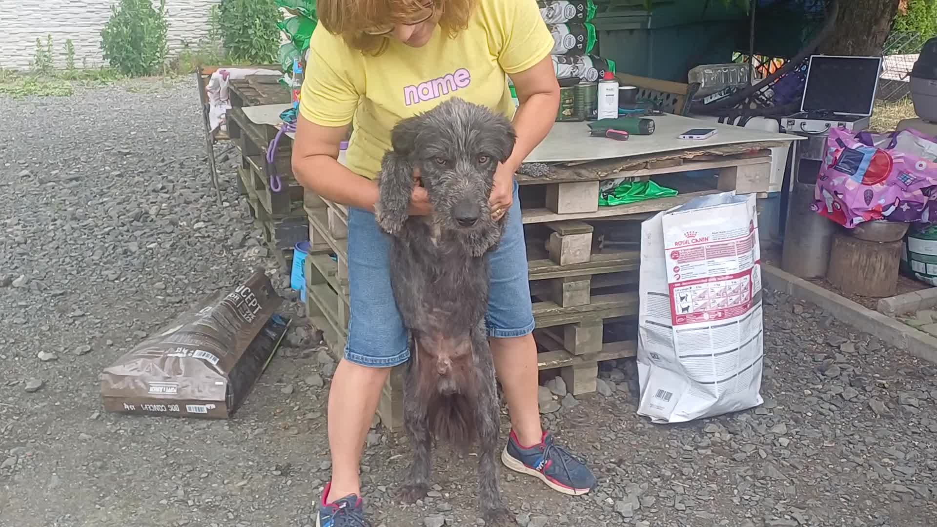 Mixed Breed dogs for adoption: 🌲VICTOR, From Forgotten Forest to Faithful Friend - Video 2