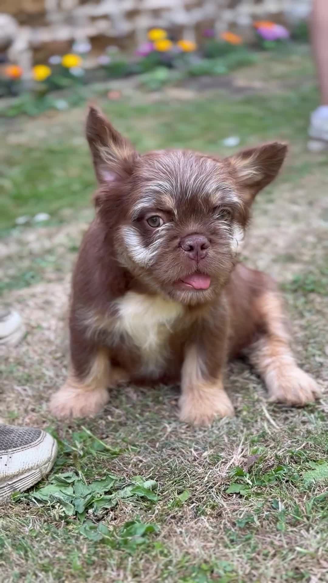 French Bulldog dogs for sale: **Beautiful Fluffy Floodle Frenchie Puppies** - Video 2