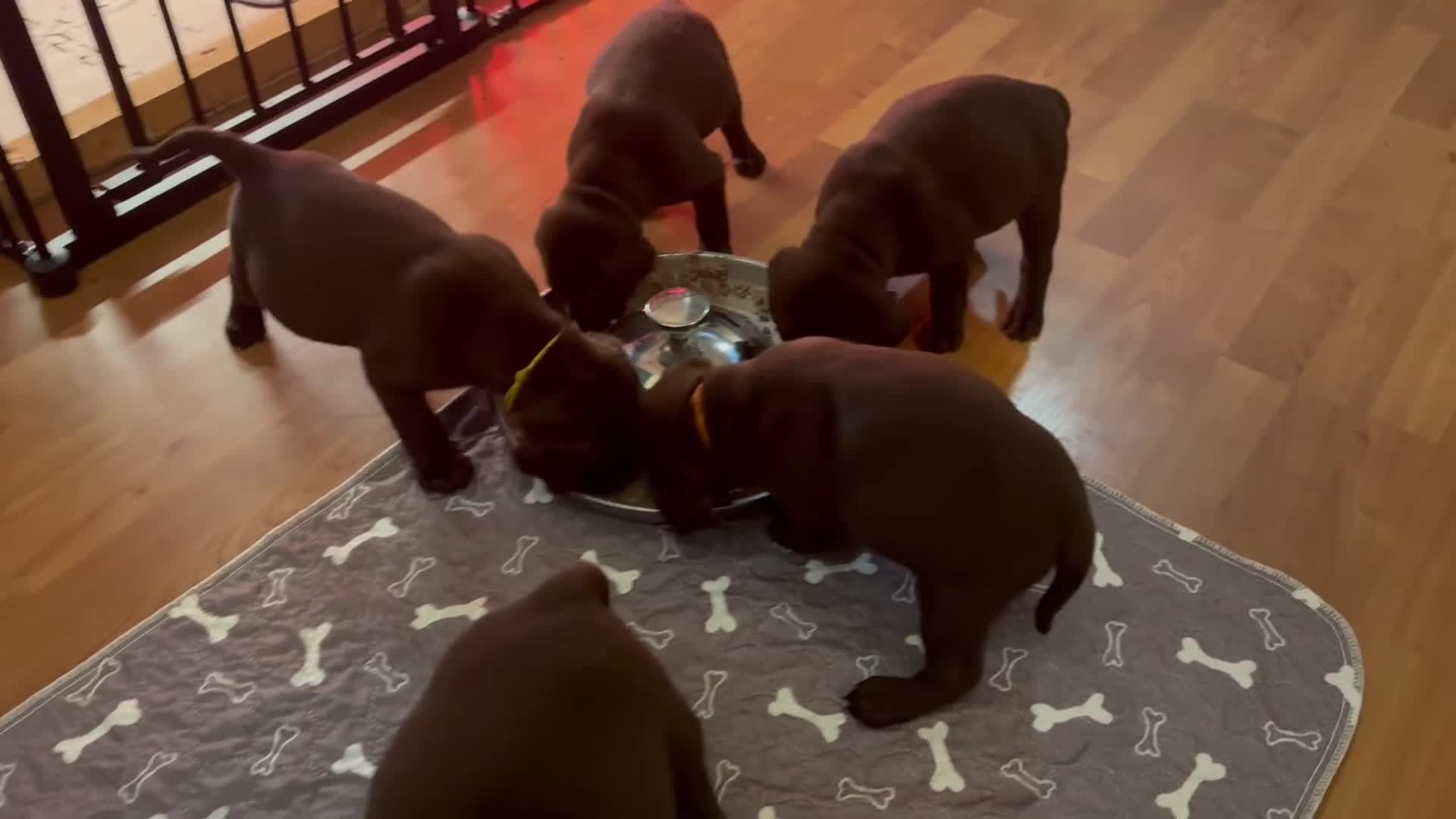Labrador Retriever dogs for sale: PUPPIES 8 WEEKS OLD CAN LEAVE NOW! - Video 2