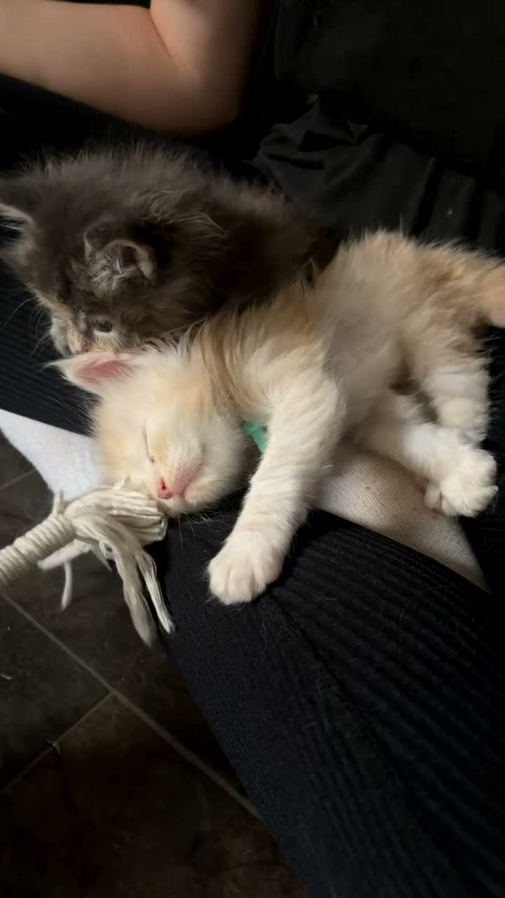 Maine Coon cats for sale: Stunning purebred Maine Coon Kittens  - Video 3