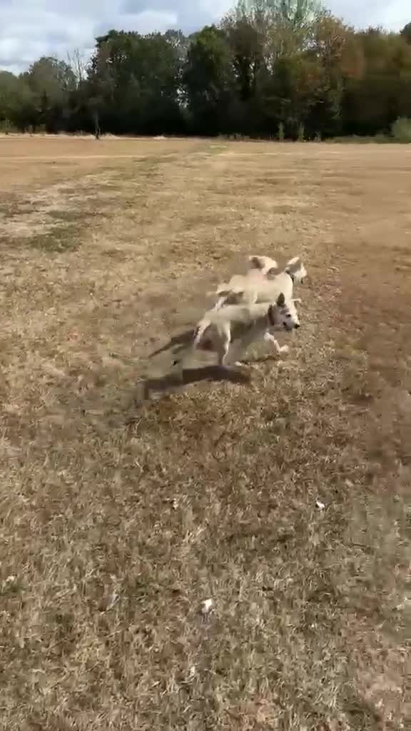 Mixed Breed dogs for sale: Low Content Wolfdog puppies  - Video 1