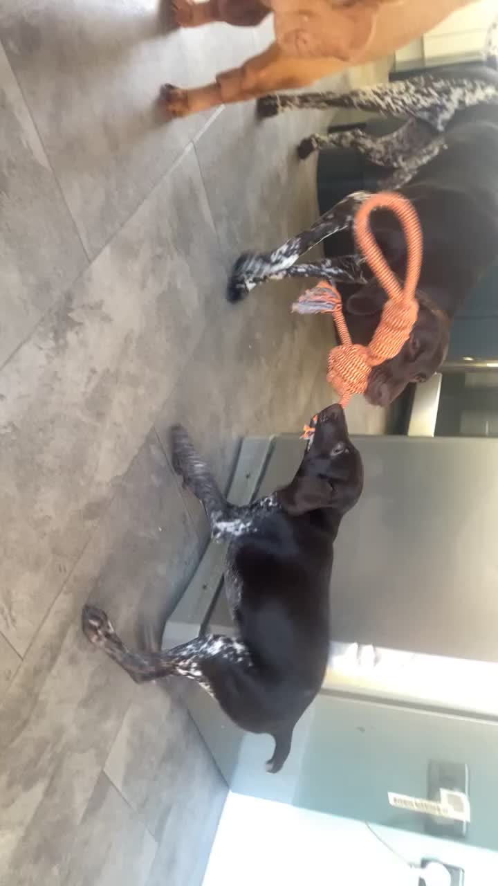 German Shorthaired Pointer dogs for sale: Beautiful Gsp Bitch beretta blu KC Reg Vet Checked - Video 2