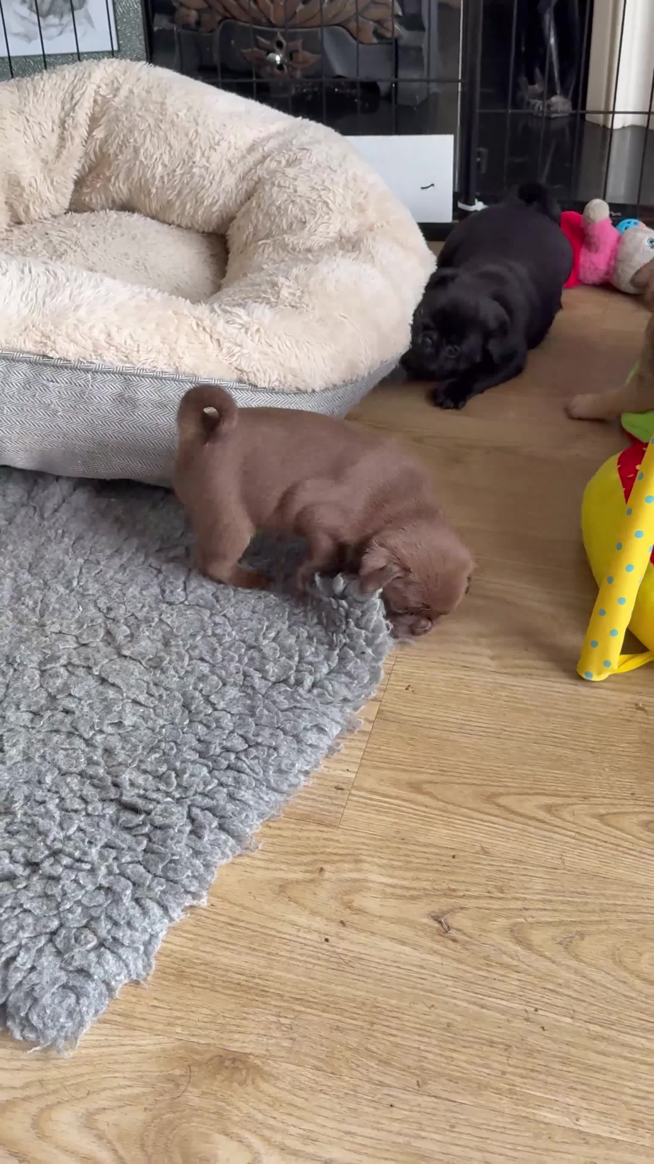 Pug dogs for sale: stunning KC Registered PUG puppies  - Video 2