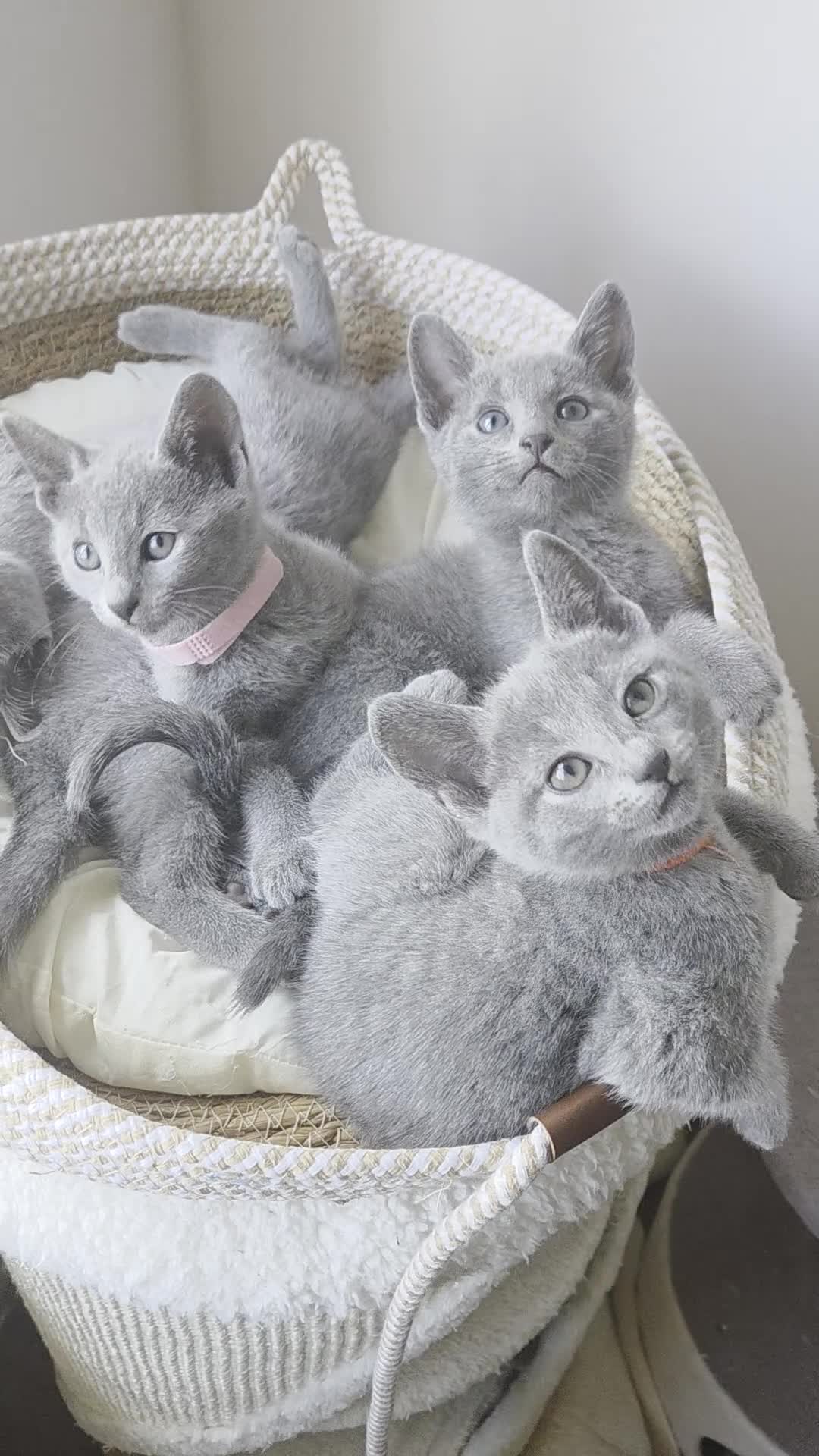 Russian Blue cats for sale: 💙  Russian Blue Kittens – Champion Line, TICA - Video 1