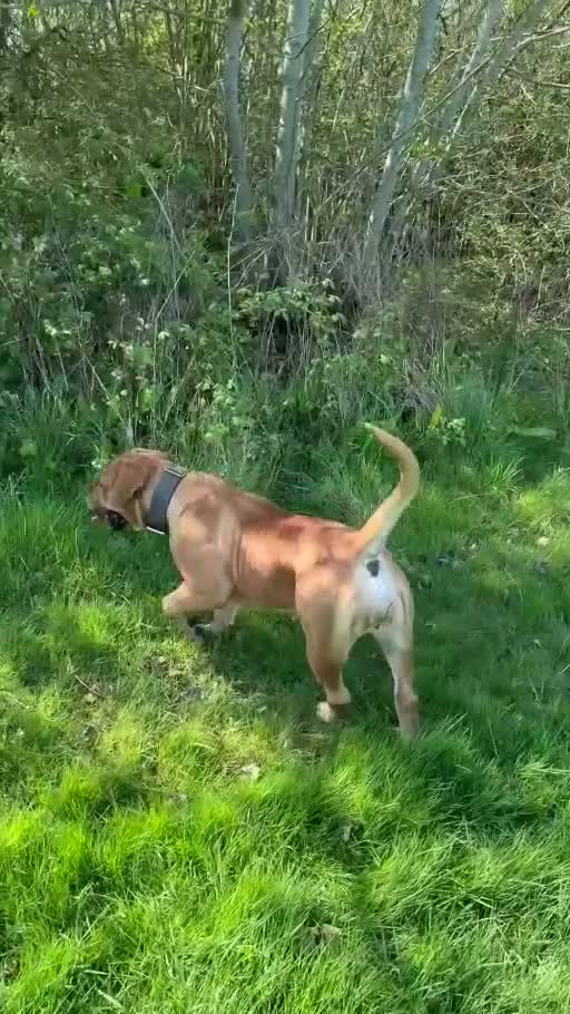 Boerboel dogs for sale: 🐾 BOERBOEL PUPPIES – UPCOMING LITTER 🐾 - Video 1