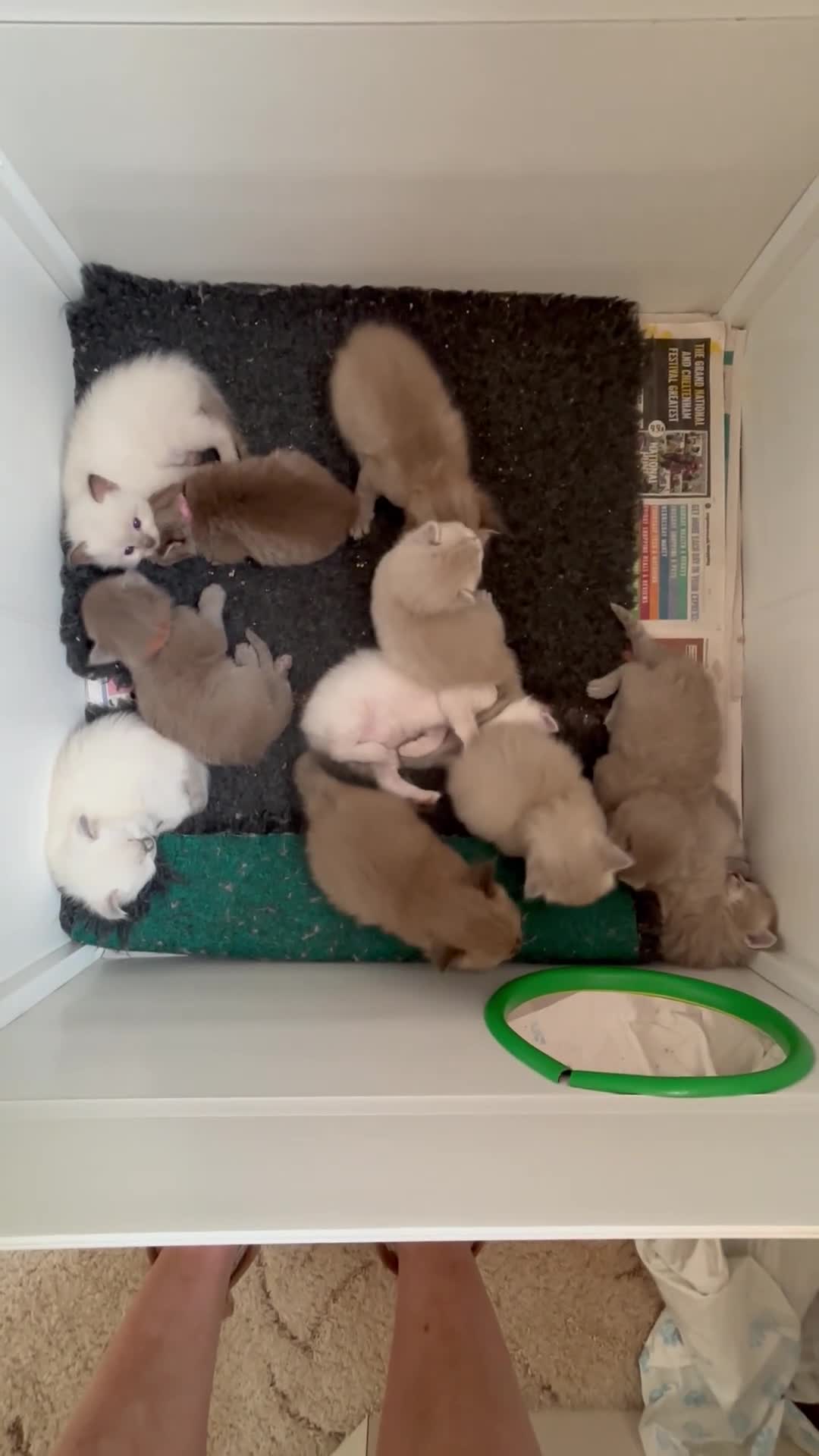 Ragdoll cats for sale: RARE RAGDOLL KITTENS - Video 3