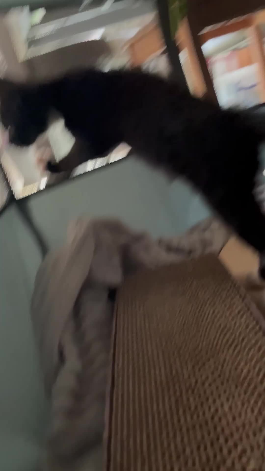 Domestic Shorthair cats for adoption: Bonded Rescue Kittens Looking for a Forever Home - Video 2