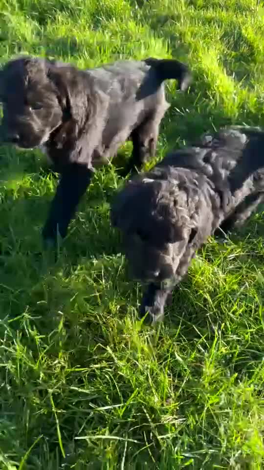 Bordoodle dogs for sale: Superb Litter of Farm-Raised Bordoodles - Video 1