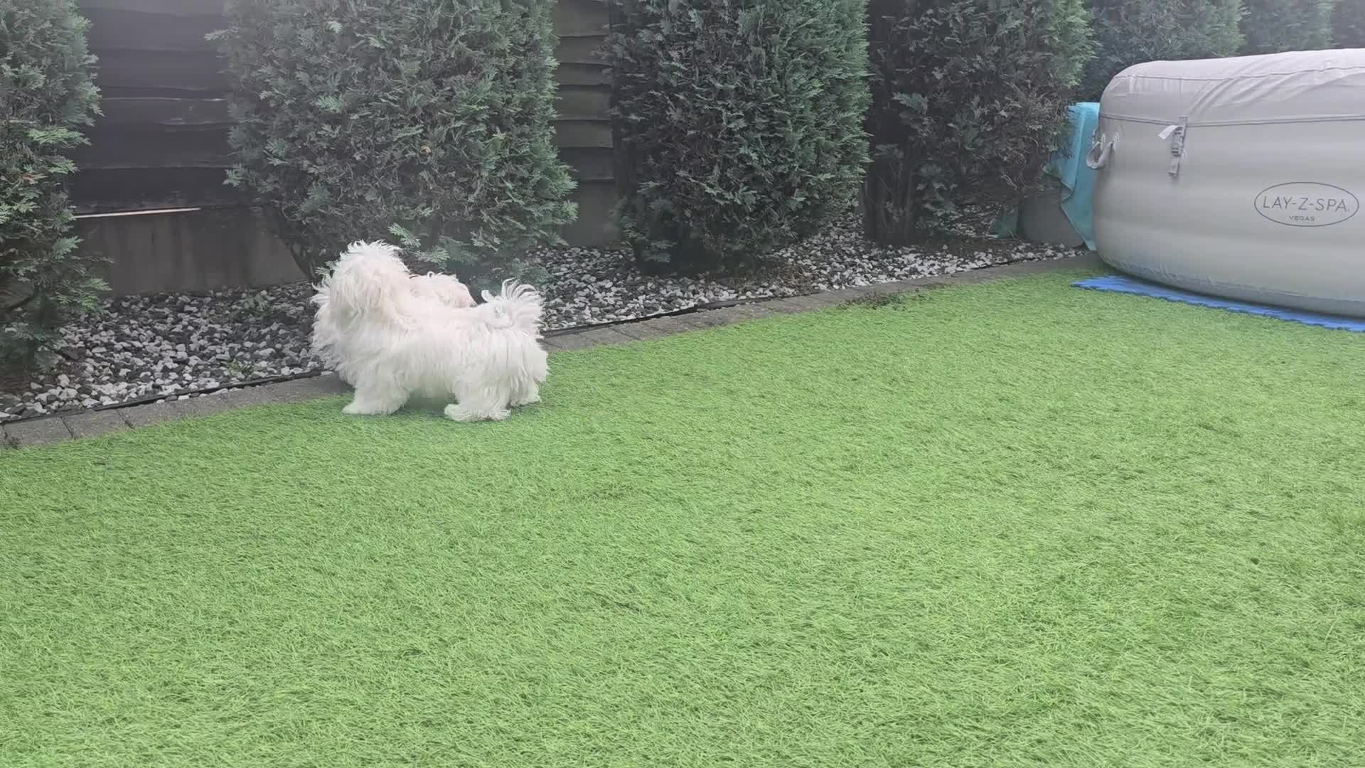 Maltese dogs for sale: Adorable Maltese Puppies for Sale - Video 2