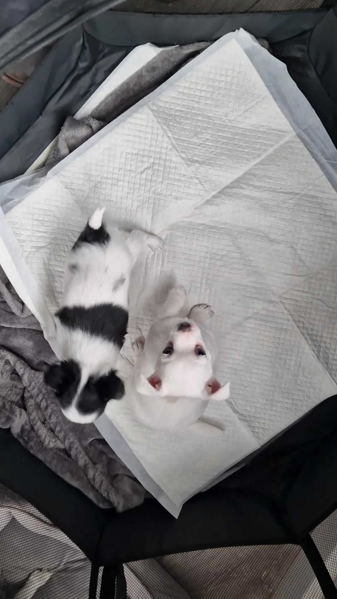 Chihuahua dogs for sale: Two little girls  - Video 1