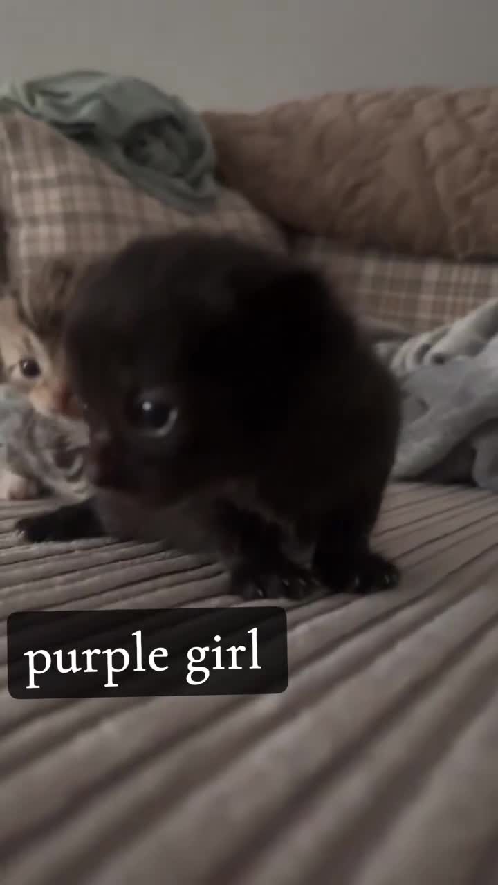 Mixed Breed cats for sale: bengal x - Video 1