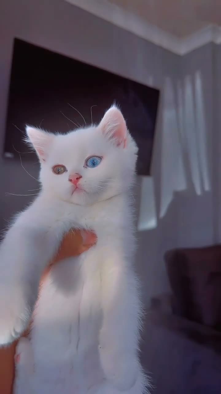 Brazilian Shorthair cats for sale: Rare odd eye fluffy male  - Video 4