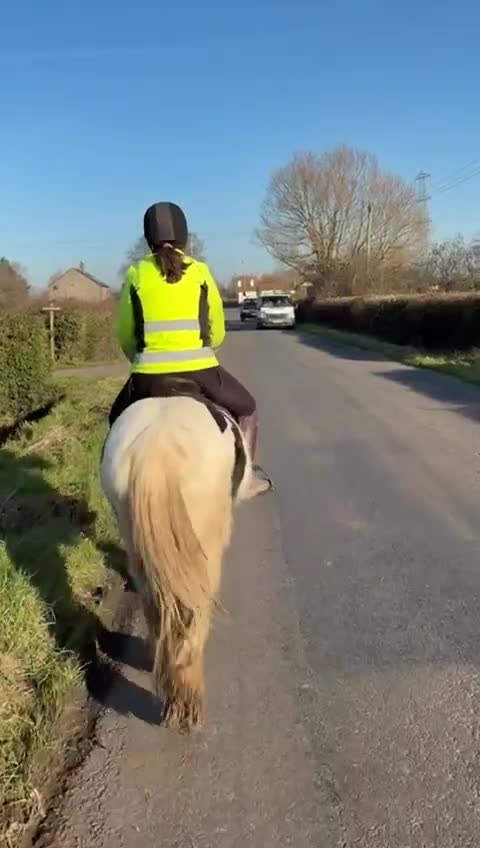 Other Breed horses for sale: 13hh Cob Mare - Video 4