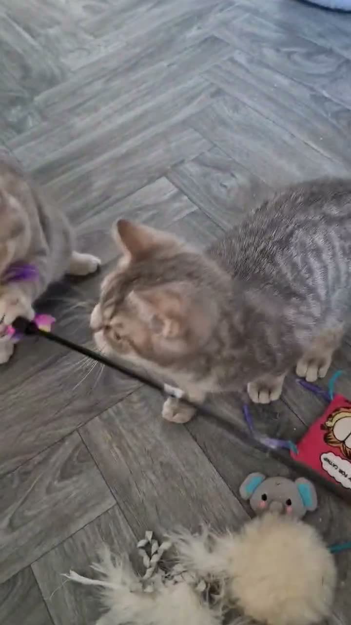 British Shorthair cats for sale: Last Registered Blue Golden British Shorthair boy - Video 2