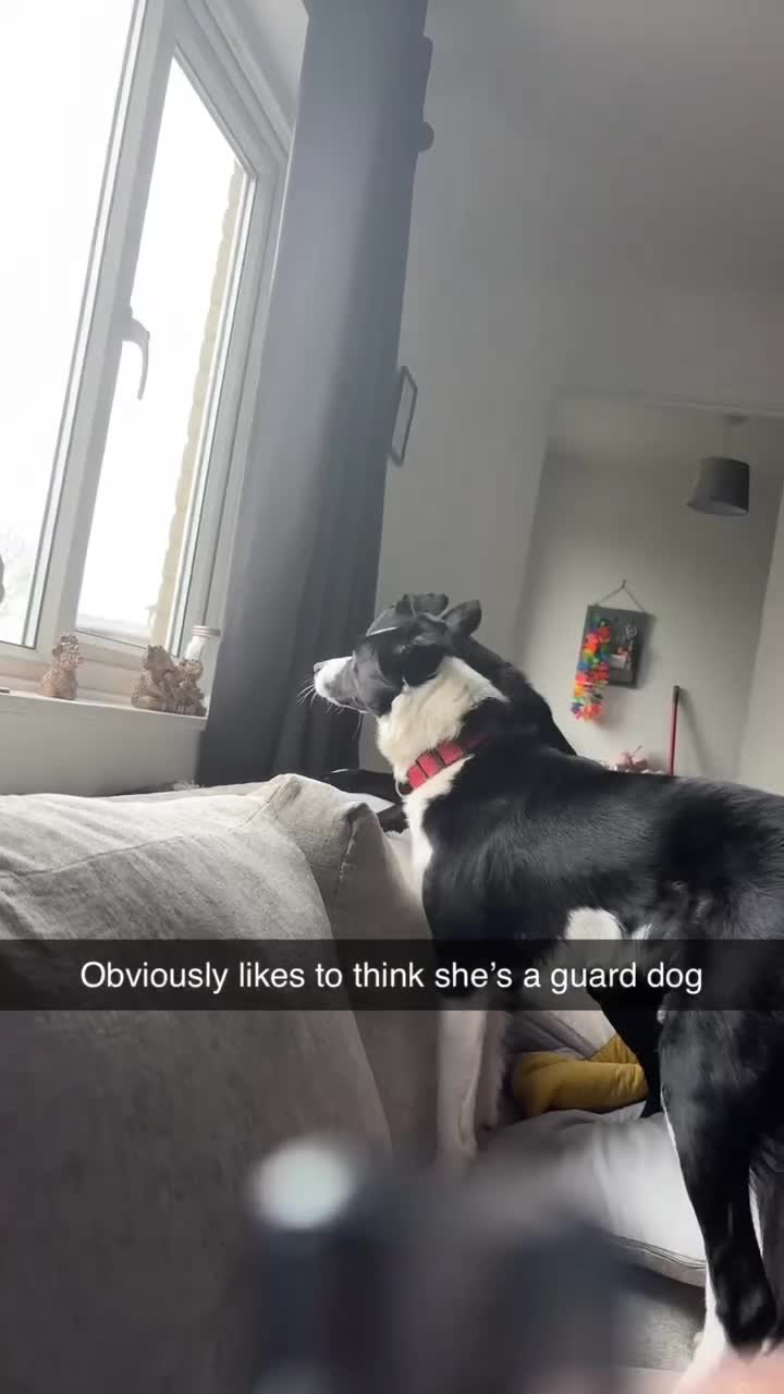 Patterjack dogs for sale: Stella in Maryport - Video 2