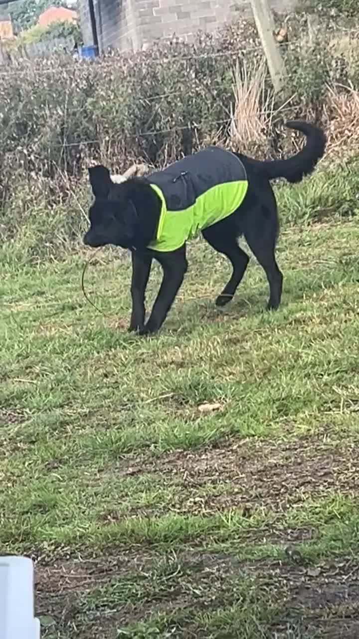 Mixed Breed dogs for sale: Border collie for sale - Video 2