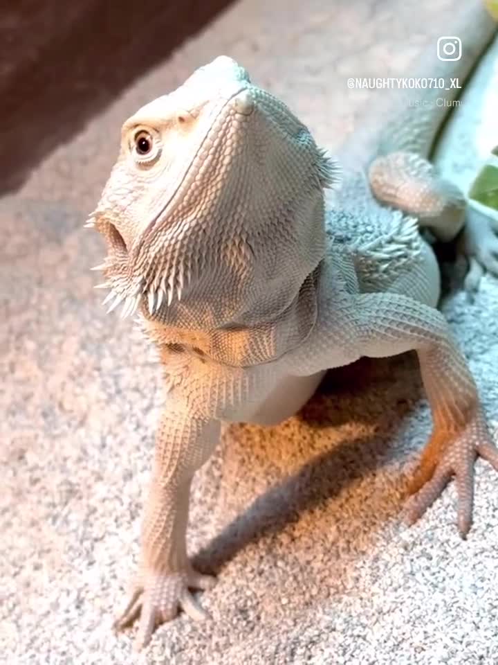Bearded Dragon reptiles for sale: Hypo Zero Male Bearded dragon  in Middlesbrough - Video 1