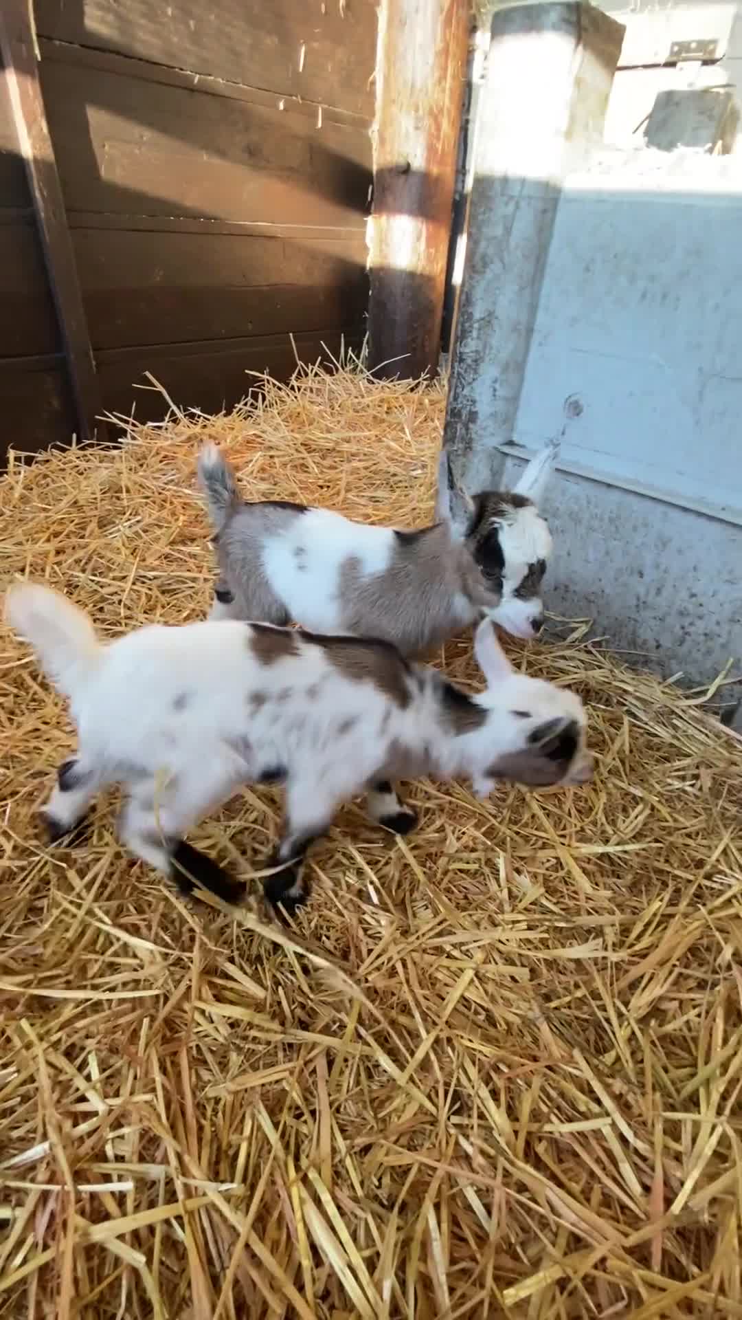 Goats livestock for sale: Beautiful Nanny Kid Pygmy Goats  - Video 1