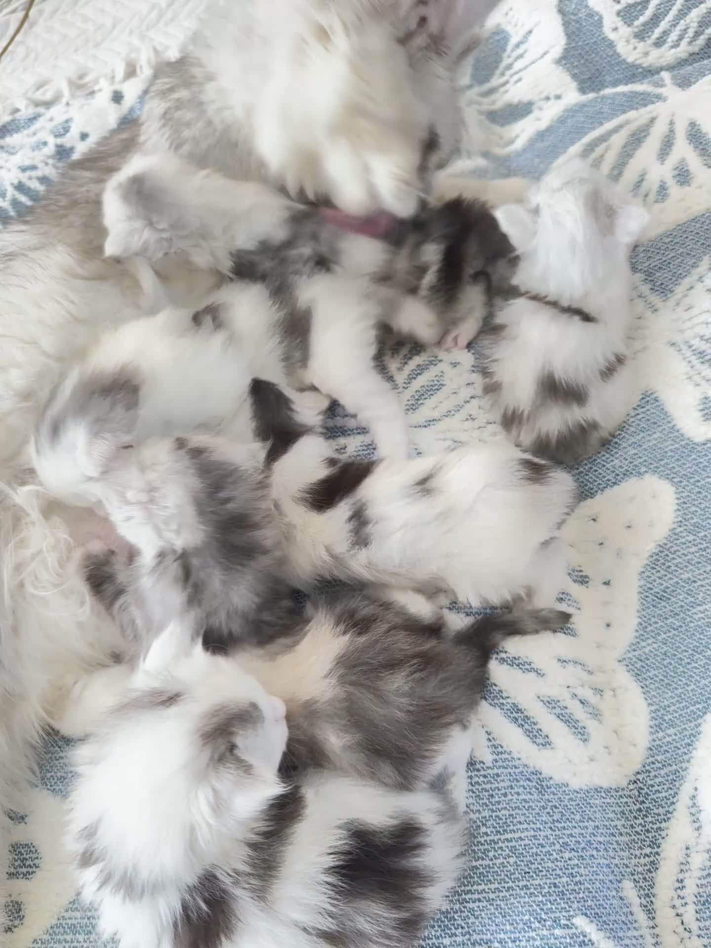 Maine Coon cats for sale: 🐾 Beautiful Maine Coon kittens  - Video 1