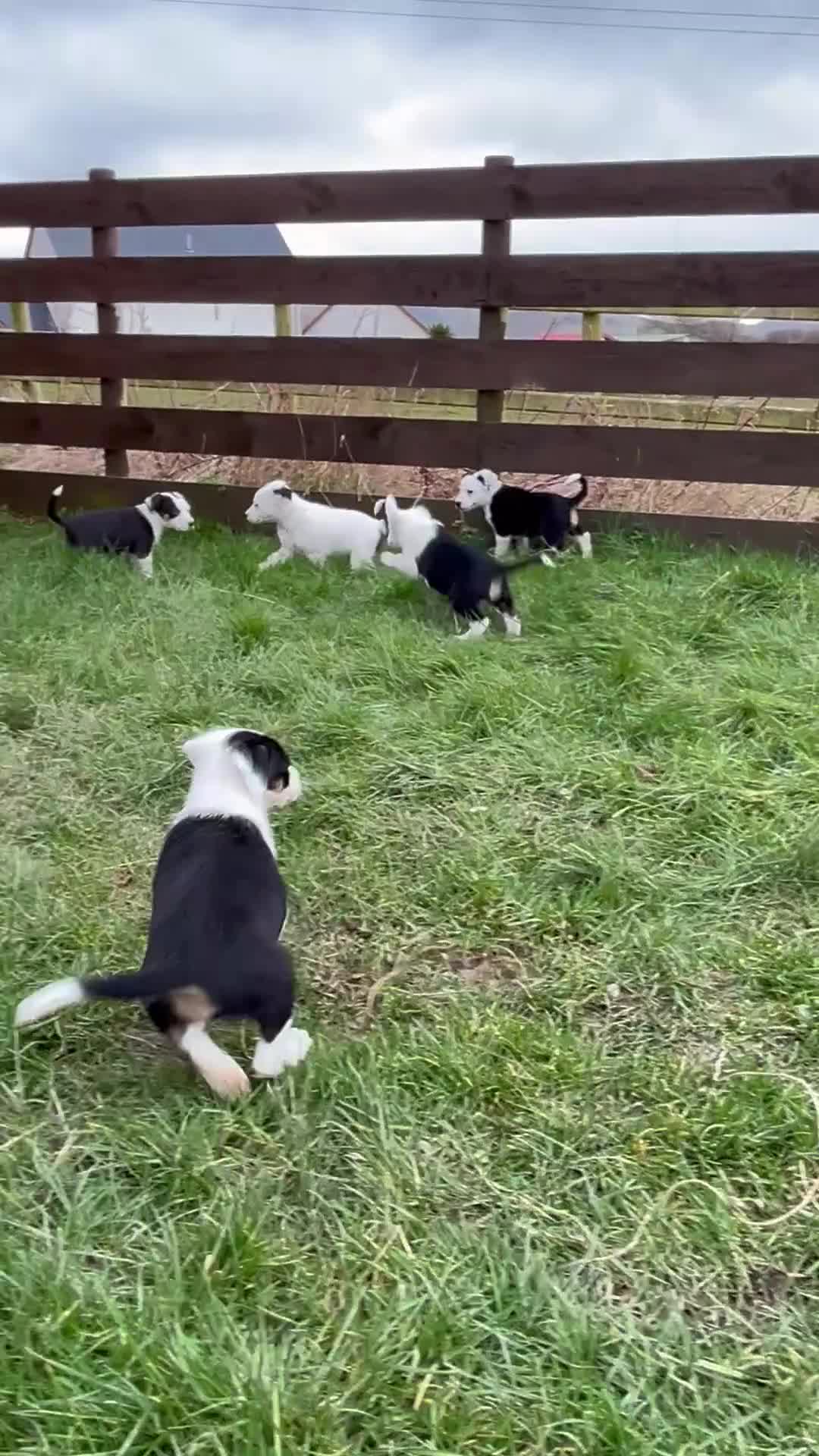 Smooth Collie dogs for sale: 🔥 3 male Collie pups 🔥 in Tywyn - Video 2