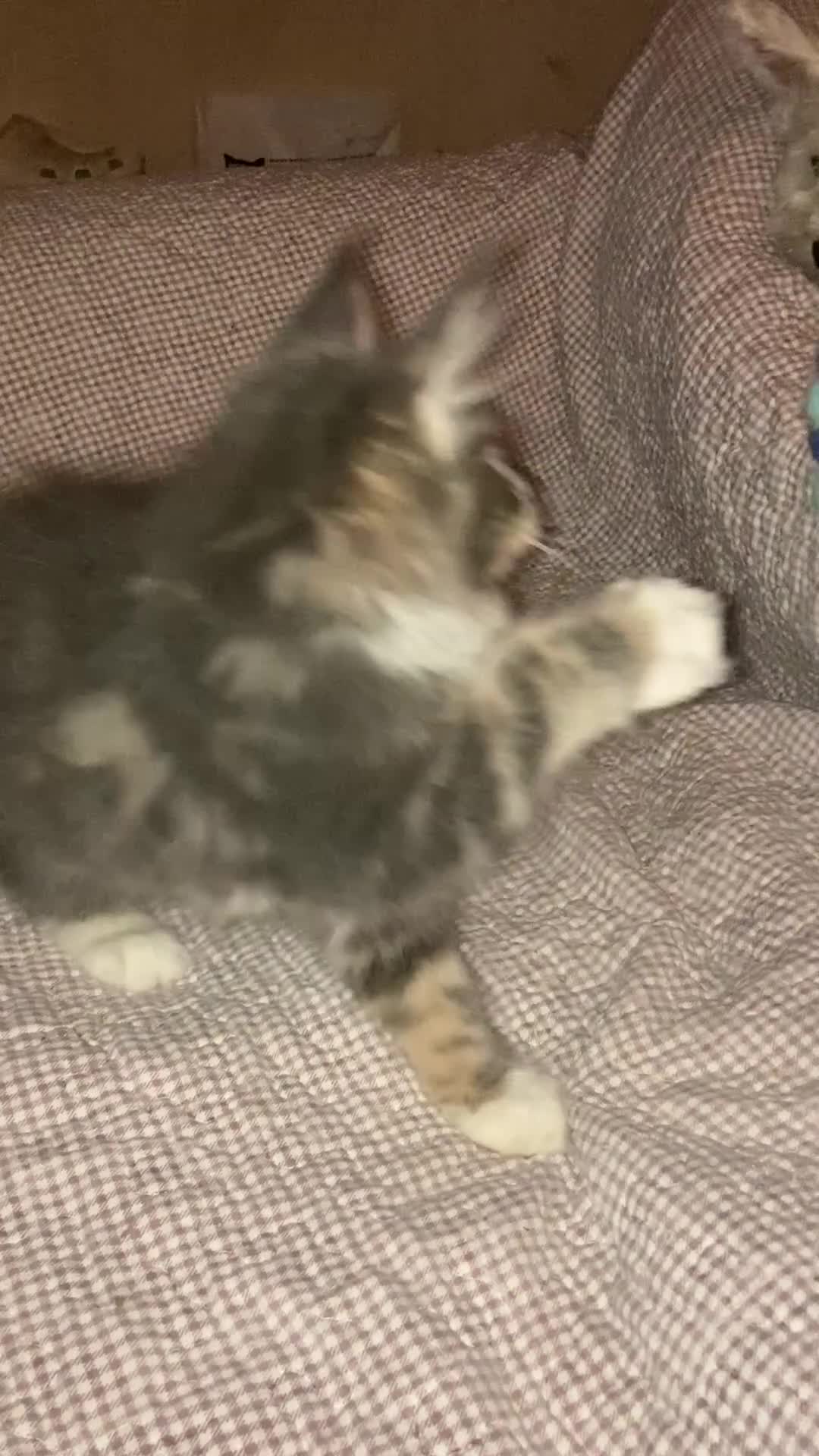 Maine Coon cats for sale: Full Maine Coon Kittens Ready Now - Video 1