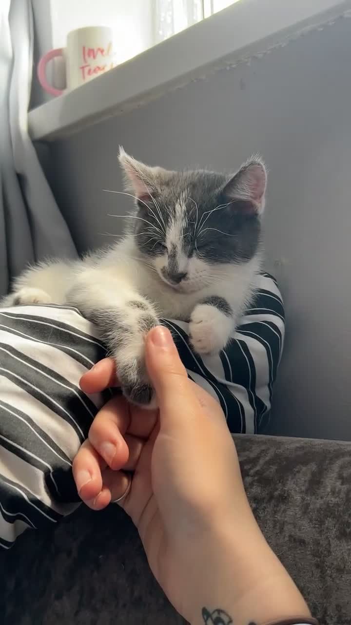 Mixed Breed cats for sale: 2 kittens for sale  - Video 2