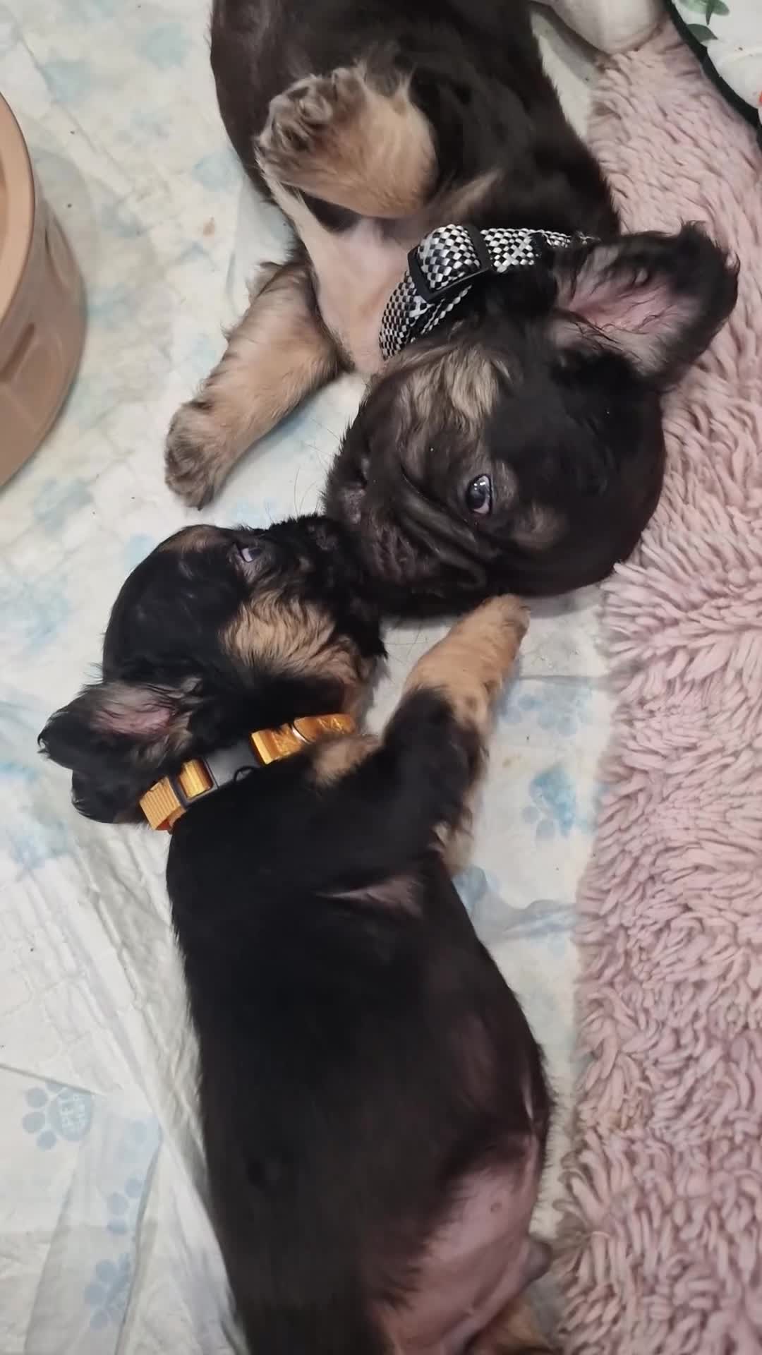 French Bulldog dogs for sale: KC registered Fluffy  French Bulldog READY TO GO! - Video 1