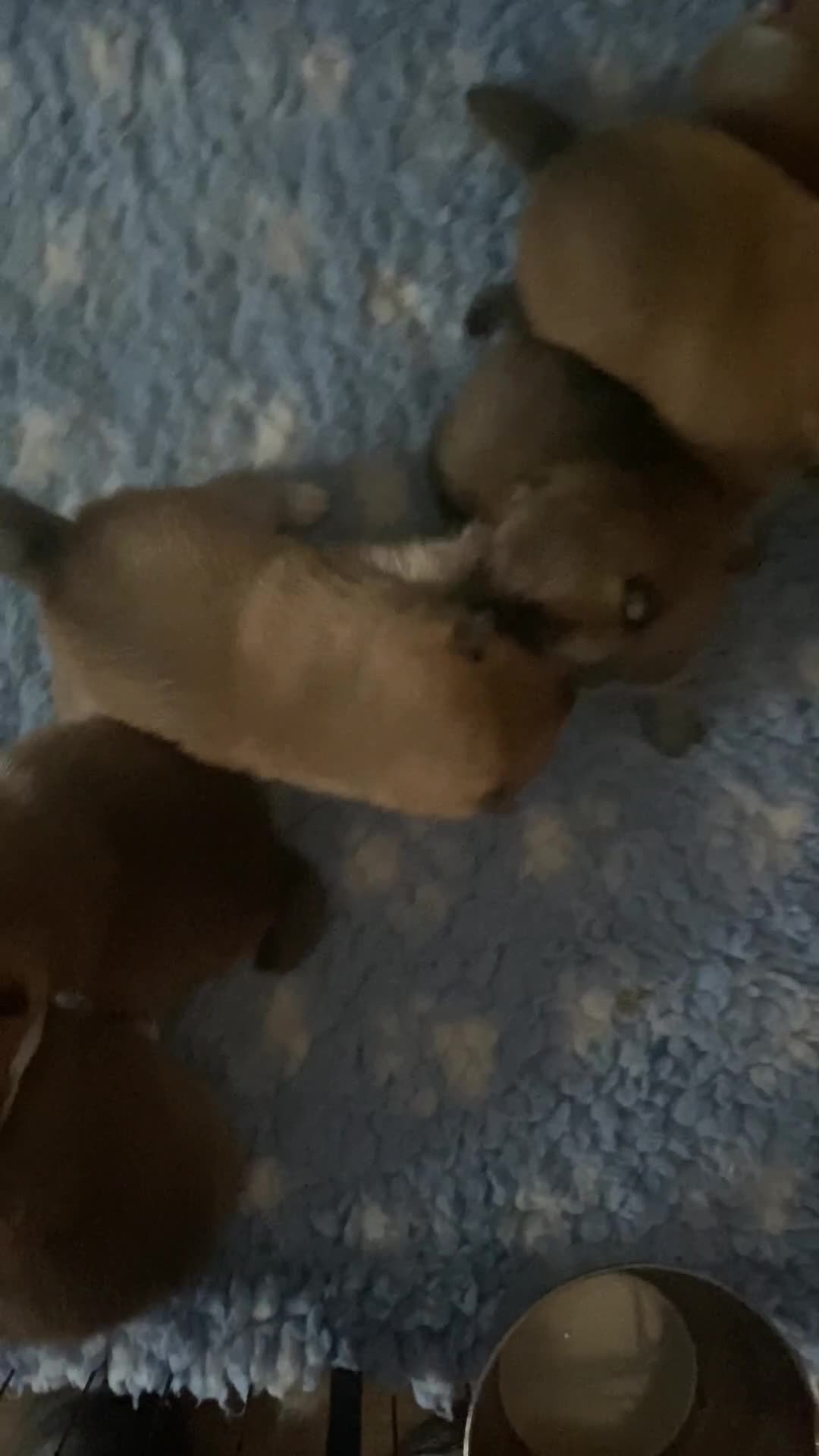 Japanese Shiba Inu dogs for sale: Quality KC Shiba Inu Puppies - Video 1