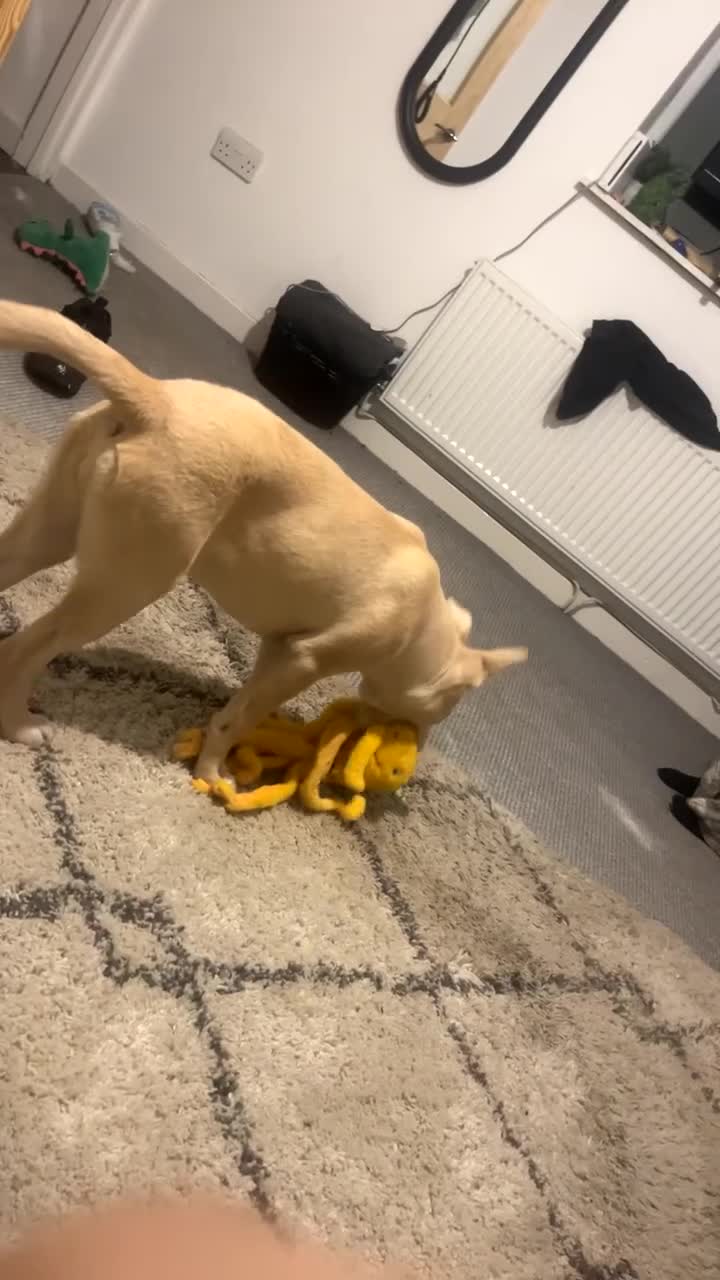 Mixed Breed dogs for sale: Cali  in Blackwood - Video 3