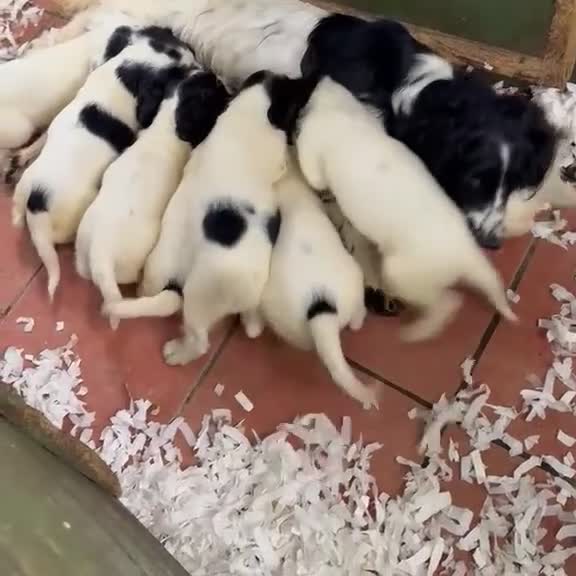 Sprocker dogs for sale: Beautiful Blue Roan Sprocker pups available.  - Video 1