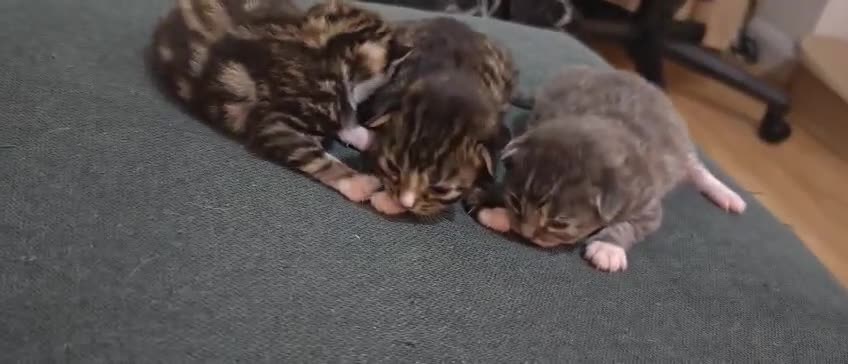 British Longhair cats for sale: 3 kittens ready for new home  - Video 1
