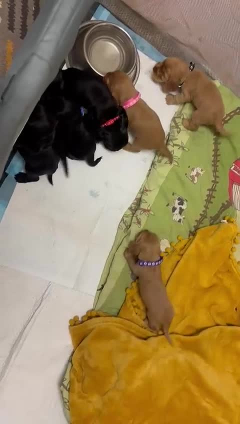 Cocker Spaniel dogs for sale: Gorgeous Show Cocker Pups  in Carluke - Video 2